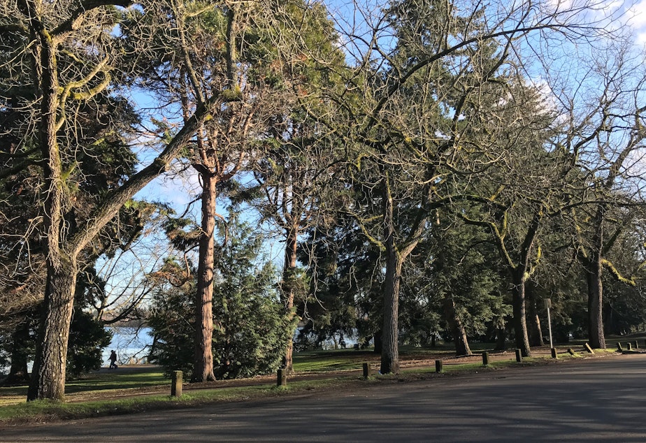 caption: The row of over 50 Black Walnuts was planted in 1919 in memory of soldiers from Seattle who died in World War 1